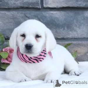 Zdjęcie №3. Labrador Retriever Suczka 10 tygodni Gotowa do domu. Niemcy