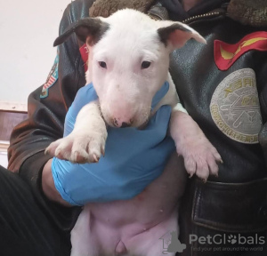 Zdjęcie №3. Bull Terrier Standard Szczenięta. Serbia