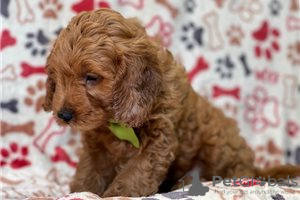 Zdjęcie №3. Piękne szczenięta Cavapoo Do bezpłatnej adopcji. Niemcy