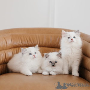 Zdjęcie №1. ragdoll - na sprzedaż w Murcia | negocjowane | Zapowiedź № 176376