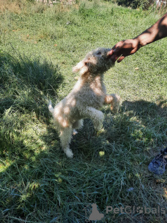 Dodatkowe zdjęcia: Elegancka i wyrafinowana suczka szczenięcia Lagotto Romagnolo