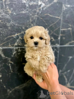 Zdjęcie №1. maltipu - na sprzedaż w Berlin | 2392zł | Zapowiedź №137169