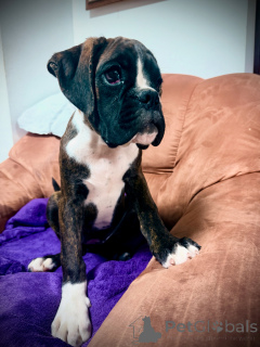 Zdjęcie №1. bokser - na sprzedaż w Bratysława | 7175zł | Zapowiedź №150474