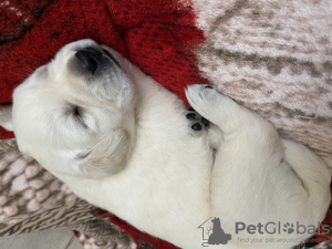 Zdjęcie №2 do zapowiedźy № 7893 na sprzedaż  labrador retriever - wkupić się Ukraina prywatne ogłoszenie