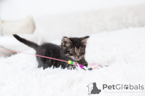 Zdjęcie №4. Sprzedam  w Rzeka Moskwa.  - cena - Bezpłatny