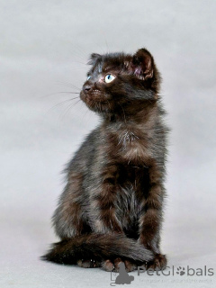 Zdjęcie №2 do zapowiedźy № 155344 na sprzedaż   - wkupić się Federacja Rosyjska prywatne ogłoszenie