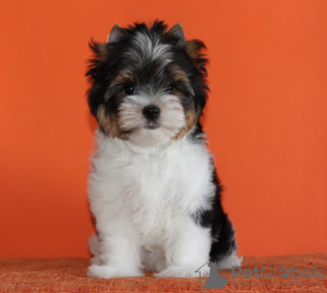 Zdjęcie №1. yorkshire terrier biewer - na sprzedaż w Mińsk | negocjowane | Zapowiedź №10328