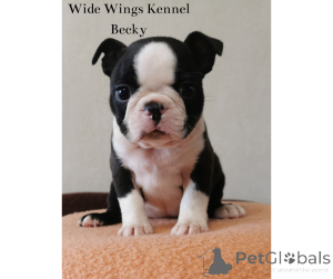 Zdjęcie №4. Sprzedam boston terier w Budapest. hodowca - cena - 4305zł