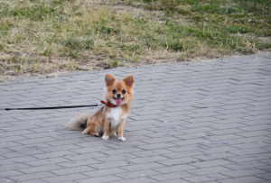 Zdjęcie №2 do zapowiedźy № 7080 na sprzedaż  chihuahua (rasa psów) - wkupić się Białoruś od żłobka