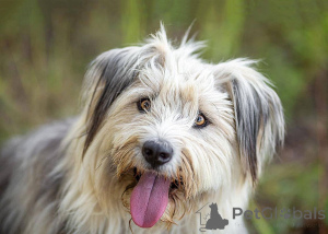 Zdjęcie №2 do zapowiedźy № 159460 na sprzedaż  pies nierasowy - wkupić się Federacja Rosyjska prywatne ogłoszenie