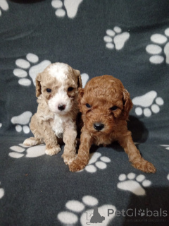 Zdjęcie №2 do zapowiedźy № 138221 na sprzedaż  pudel (zabawka) - wkupić się Serbia 