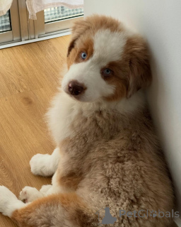 Zdjęcie №2 do zapowiedźy № 167038 na sprzedaż  owczarek australijski - wkupić się Belgia hodowca