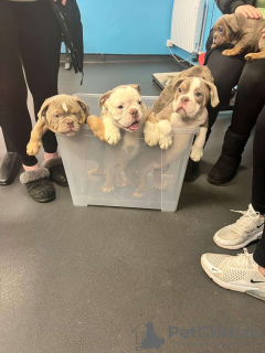 Zdjęcie №2 do zapowiedźy № 133356 na sprzedaż  buldog amerykański - wkupić się Niemcy prywatne ogłoszenie