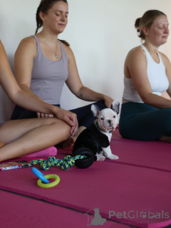 Zdjęcie №3. Prachtige Franse Bulldog-szczeniak zoeken een Liefdevol nieuw thuis. Holandia