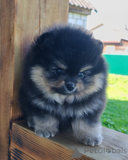 Zdjęcie №2 do zapowiedźy № 165321 na sprzedaż  yorkshire terrier - wkupić się Finlandia prywatne ogłoszenie, hodowca