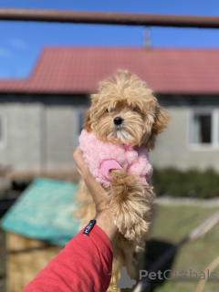 Zdjęcie №2 do zapowiedźy № 166530 na sprzedaż  maltipu - wkupić się Ukraina prywatne ogłoszenie