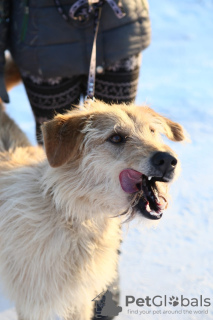 Zdjęcie №1. pies nierasowy - na sprzedaż w Краснокамск | Bezpłatny | Zapowiedź №9012