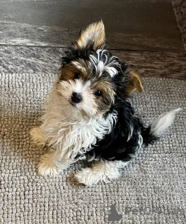 Zdjęcie №2 do zapowiedźy № 133410 na sprzedaż  yorkshire terrier biewer - wkupić się Gruzja prywatne ogłoszenie