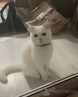 Zdjęcie №4. Sprzedam  w Аланья. prywatne ogłoszenie - cena - negocjowane