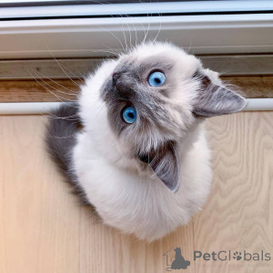 Zdjęcie №3. Wysokiej jakości kocięta Ragdoll do ponownego zamieszkania. Wielka Brytania