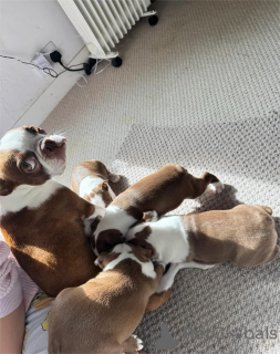 Zdjęcie №2 do zapowiedźy № 154615 na sprzedaż  boston terier - wkupić się Niemcy 