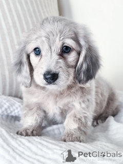 Zdjęcie №1. jamnik - na sprzedaż w Frankfurt | negocjowane | Zapowiedź №144518