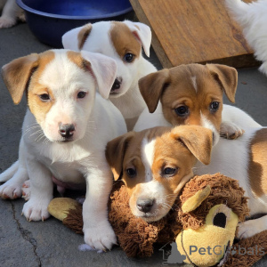 Zdjęcie №1. jack russell terrier - na sprzedaż w Praga | negocjowane | Zapowiedź №172825