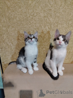 Zdjęcie №2 do zapowiedźy № 164382 na sprzedaż  maine coon - wkupić się Białoruś prywatne ogłoszenie