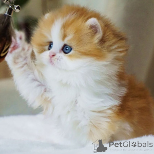 Zdjęcie №2 do zapowiedźy № 160245 na sprzedaż  kot brytyjski długowłosy - wkupić się Szwajcaria prywatne ogłoszenie