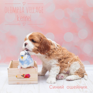 Dodatkowe zdjęcia: Hodowla RKF „Olimpia Village” (Moskwa) oferuje wysokiej klasy szczenięta