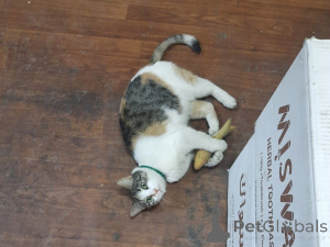 Zdjęcie №4. Sprzedam  w Москва.  - cena - Bezpłatny