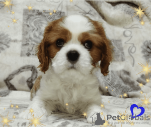 Zdjęcie №3. Obiecujący chłopiec Cavalier King Charles Spaniel. Białoruś