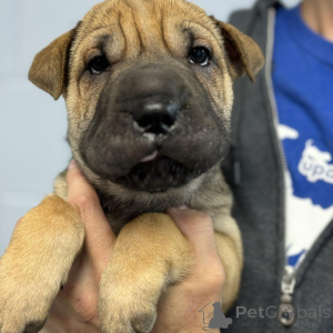 Zdjęcie №2 do zapowiedźy № 173384 na sprzedaż  shar pei - wkupić się Dania prywatne ogłoszenie