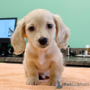 Zdjęcie №3. Szczenięta jamnika na sprzedaż. USA