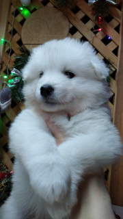 Dodatkowe zdjęcia: Samoyed Puppies Bear