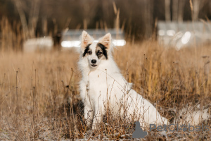 Zdjęcie №1. pies nierasowy - na sprzedaż w Москва | Bezpłatny | Zapowiedź №97847