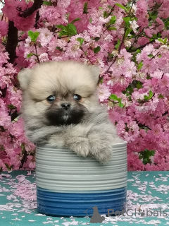 Zdjęcie №2 do zapowiedźy № 142480 na sprzedaż  pies nierasowy - wkupić się Federacja Rosyjska od żłobka, hodowca