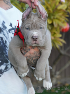 Zdjęcie №4. Sprzedam american mastiff w Zły Kreuznach. prywatne ogłoszenie - cena - negocjowane