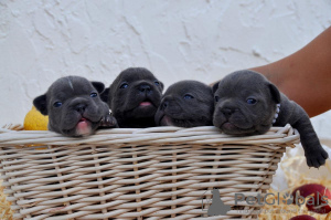 Zdjęcie №3. stary buldog francuski. USA