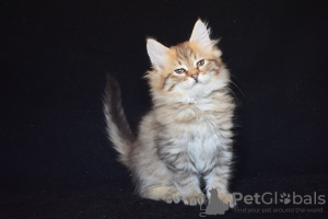 Zdjęcie №4. Sprzedam kot syberyjski w Almaty. od żłobka - cena - 1170zł