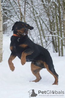 Zdjęcie №4. Sprzedam rottweiler w Petersburg. prywatne ogłoszenie - cena - Bezpłatny