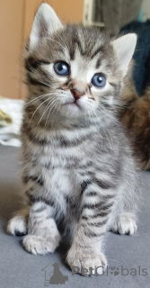 Zdjęcie №2 do zapowiedźy № 139948 na sprzedaż   - wkupić się Niemcy prywatne ogłoszenie