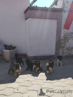 Zdjęcie №4. Sprzedam akita amerykańska w Ruma.  - cena - negocjowane