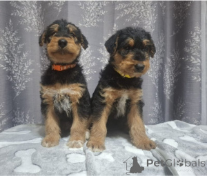 Zdjęcie №1. airedale terrier - na sprzedaż w Grebbestad | negocjowane | Zapowiedź №169705