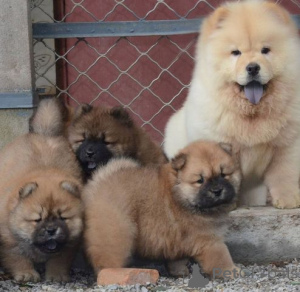 Zdjęcie №4. Sprzedam chow-chow w Baierbrunn.  - cena - 2774zł