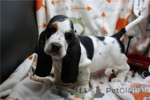 Zdjęcie №1. basset hound - na sprzedaż w Kwadratsch | 1674zł | Zapowiedź №170147