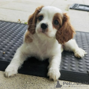 Zdjęcie №1. cavalier king charles spaniel - na sprzedaż w Berlin | Bezpłatny | Zapowiedź №127155