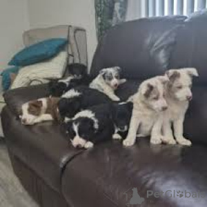 Zdjęcie №1. border collie - na sprzedaż w Bruksela | 3348zł | Zapowiedź №165227