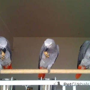 Zdjęcie №1. pinczer średni, owczarek niemiecki, wyżeł niemiecki krótkowłosy, sznaucer olbrzym - na sprzedaż w Airle Beach | negocjowane | Zapowiedź №145251