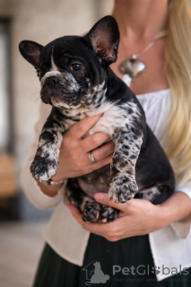 Zdjęcie №4. Sprzedam buldog francuski w Innsbruck. prywatne ogłoszenie - cena - negocjowane